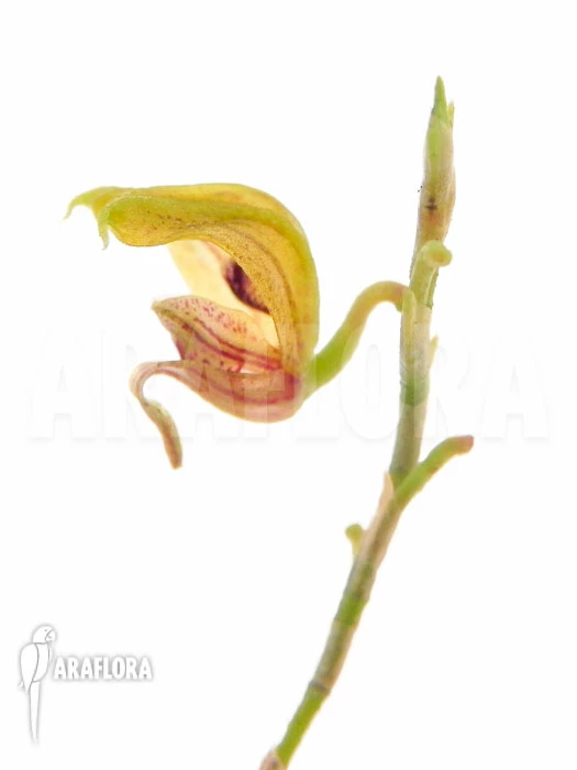 Orchid 'Scaphosepalum Verrucosum 'S'' 6 Orchid 'Scaphosepalum Verrucosum 'S'' - Image 6