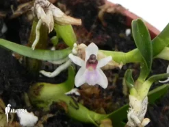 Miniature Orchid 'Scaphyglottis Prolifera' 'S' -Green Haven Sales Store Scaphyglottis prolifera S 4