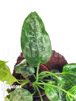 Schismatoglottis Scortechinii