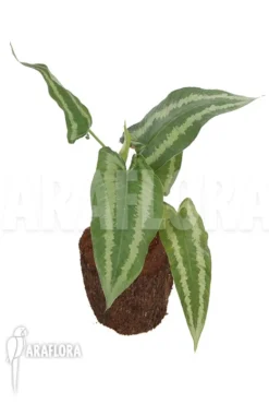 Schismatoglottis Wallichii (long Leaf) 'L'