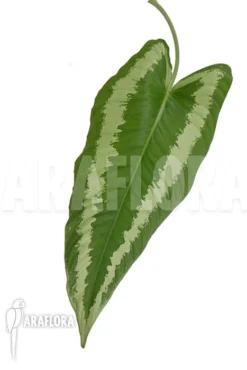 Schismatoglottis Wallichii (long Leaf) 'L' -Green Haven Sales Store Schismatoglottis wallichii L 3