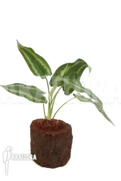 Schismatoglottis Wallichii (long Leaf) 'L' -Green Haven Sales Store Schismatoglottis wallichii L 5