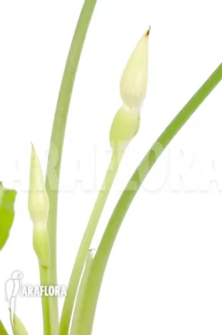 Schismatoglottis Wallichii (long Leaf) 'L' -Green Haven Sales Store Schismatoglottis wallichii L 7