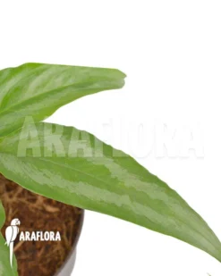 Schismatoglottis Wallichii (long Leaf) 'starter'