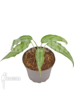 Schismatoglottis Wallichii (long Leaf) 'starter' -Green Haven Sales Store Schismatoglottis wallichii starter 2