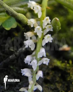 Orchid 'Schoenorchis Micrantha'