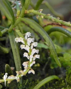 Orchid 'Schoenorchis Micrantha' -Green Haven Sales Store Schoenorchis micrantha 5