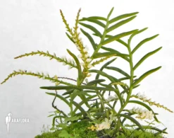 Orchid 'Schoenorchis Micrantha' -Green Haven Sales Store Schoenorchis micrantha 6