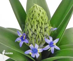Scilla Peruviana