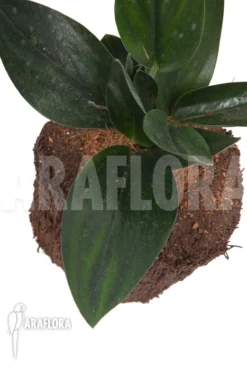 Scindapsus 'Nearly Black'