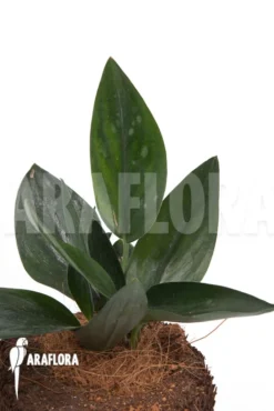 Scindapsus 'Nearly Black' -Green Haven Sales Store Scindapsus Nearly Black 3