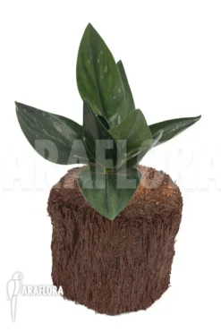 Scindapsus 'Nearly Black' -Green Haven Sales Store Scindapsus Nearly Black 4