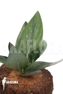 Scindapsus 'Nearly Black' -Green Haven Sales Store Scindapsus Nearly Black 5