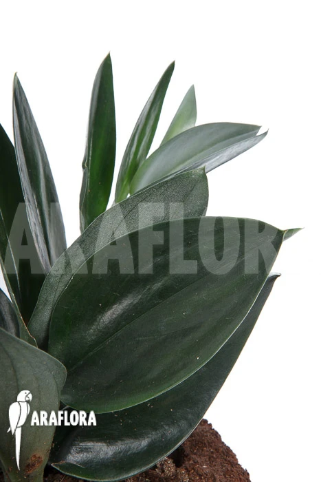 Scindapsus 'Nearly Black' XL 1 Scindapsus 'Nearly Black' XL