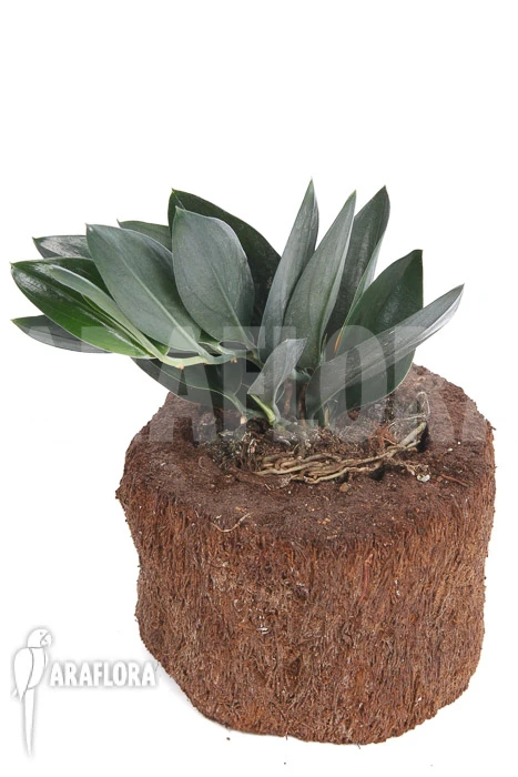 Scindapsus 'Nearly Black' XL 2 Scindapsus 'Nearly Black' XL - Image 2