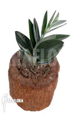 Scindapsus 'Nearly Black' XL 7 Scindapsus 'Nearly Black' XL -Green Haven Sales Store Scindapsus Nearly Black XL 3