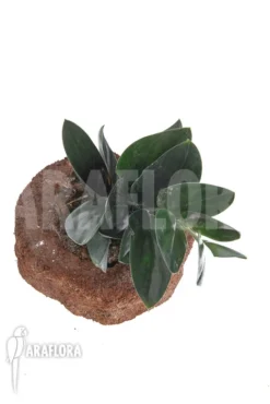 Scindapsus 'Nearly Black' XL 8 Scindapsus 'Nearly Black' XL -Green Haven Sales Store Scindapsus Nearly Black XL 4