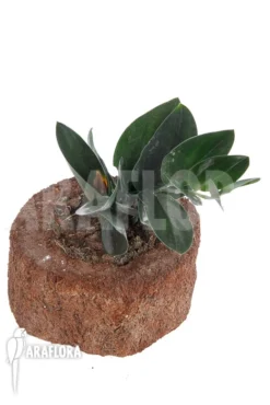 Scindapsus 'Nearly Black' XL 9 Scindapsus 'Nearly Black' XL -Green Haven Sales Store Scindapsus Nearly Black XL 5