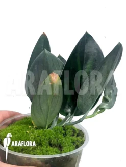 Scindapsus 'Nearly Black' Type X