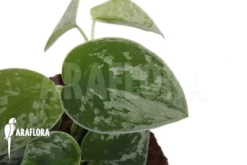 Scindapsus Pictus 'Silvery Ann'