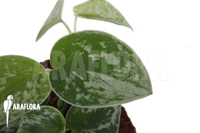 Scindapsus Pictus 'Silvery Ann' 1 Scindapsus Pictus 'Silvery Ann'