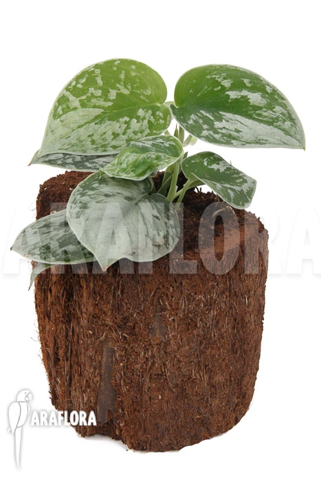 Scindapsus Pictus 'Silvery Ann' 2 Scindapsus Pictus 'Silvery Ann' - Image 2