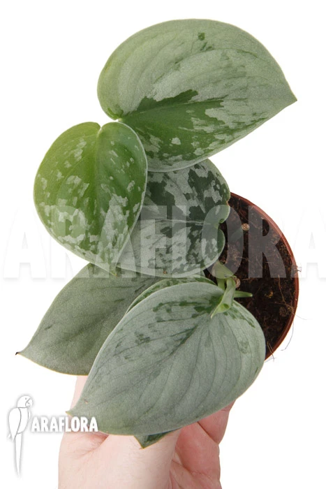 Scindapsus Pictus 'Silvery Ann' 3 Scindapsus Pictus 'Silvery Ann' - Image 3