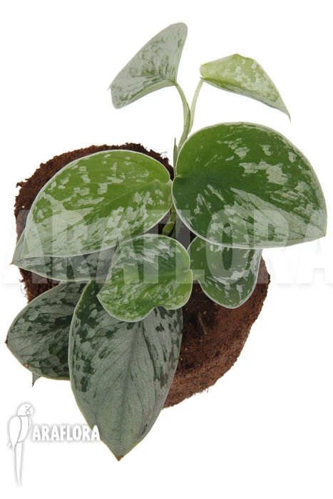 Scindapsus Pictus 'Silvery Ann' 4 Scindapsus Pictus 'Silvery Ann' - Image 4