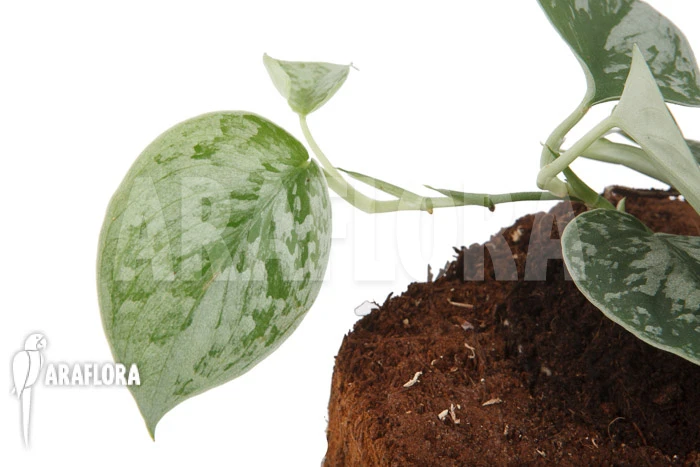 Scindapsus Pictus 'Silvery Ann' 5 Scindapsus Pictus 'Silvery Ann' - Image 5