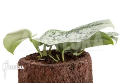 Scindapsus Pictus Trebie -Green Haven Sales Store Scindapsus pictus Trebie 4