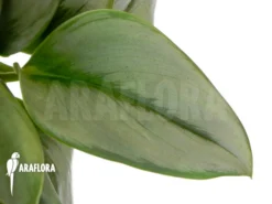 Scindapsus Treubii Moonlight -Green Haven Sales Store Scindapsus treubii 2