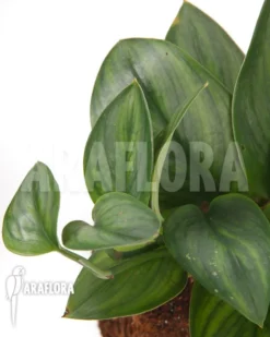 Scindapsus Treubii Moonlight -Green Haven Sales Store Scindapsus treubii 4