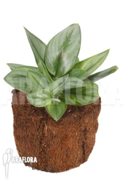 Scindapsus Treubii Moonlight -Green Haven Sales Store Scindapsus treubii 5