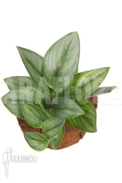 Scindapsus Treubii Moonlight -Green Haven Sales Store Scindapsus treubii 6