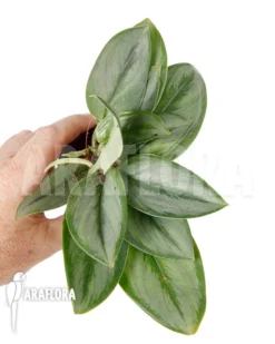 Scindapsus Treubii Moonlight 'Type B'