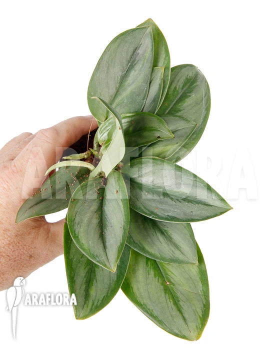 Scindapsus Treubii Moonlight 'Type B' 1 Scindapsus Treubii Moonlight 'Type B'