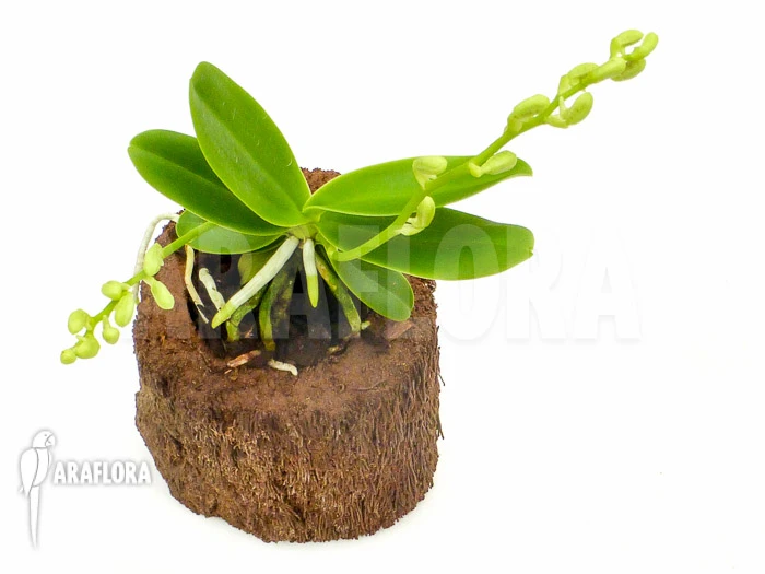 Orchid 'Sedirea Japonica' 1 Orchid 'Sedirea Japonica'