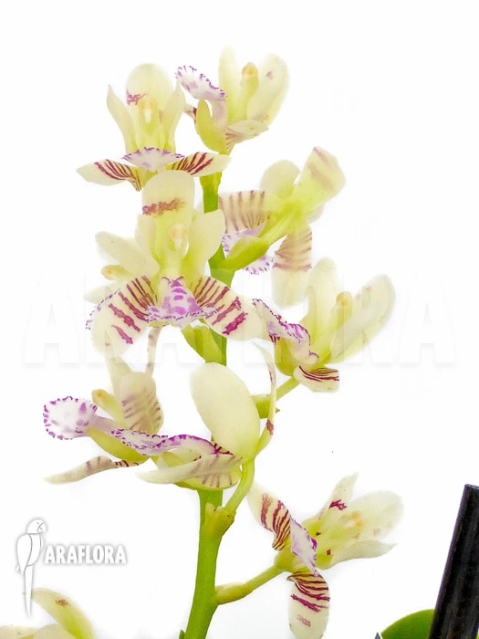 Orchid 'Sedirea Japonica' 2 Orchid 'Sedirea Japonica' - Image 2