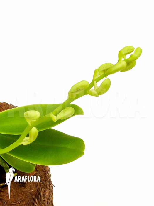 Orchid 'Sedirea Japonica' 3 Orchid 'Sedirea Japonica' - Image 3