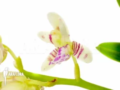 Orchid 'Sedirea Japonica' 9 Orchid 'Sedirea Japonica' -Green Haven Sales Store Sedirea japonica 4