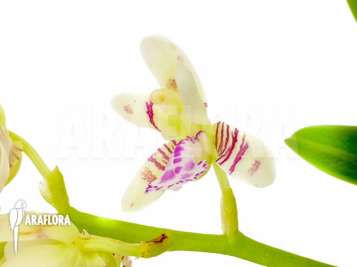 Orchid 'Sedirea Japonica' 4 Orchid 'Sedirea Japonica' - Image 4