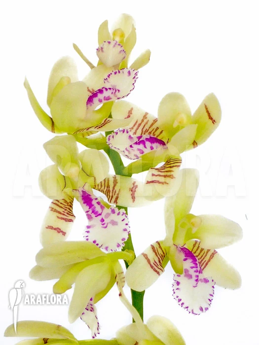 Orchid 'Sedirea Japonica' 5 Orchid 'Sedirea Japonica' - Image 5