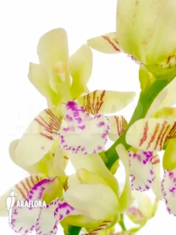 Orchid 'Sedirea Japonica' 11 Orchid 'Sedirea Japonica' -Green Haven Sales Store Sedirea japonica 6