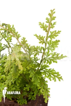 Selaginella New Surinam