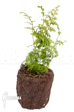 Selaginella New Surinam -Green Haven Sales Store Selaginella New Surinam 2