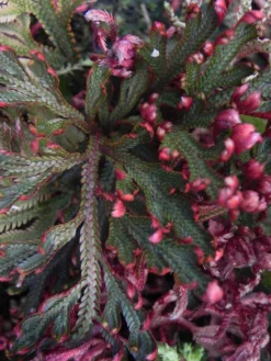 Selaginella Erythropus -Green Haven Sales Store Selaginella erythropus 3 scaled