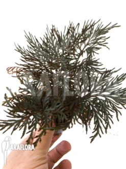 Selaginella Erythropus -Green Haven Sales Store Selaginella erythropus 5