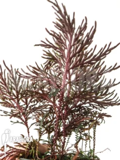 Selaginella Erythropus -Green Haven Sales Store Selaginella erythropus 6