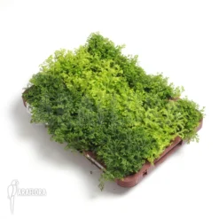 Selaginella For Terrarium