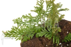 Selaginella Griffithii Suriname -Green Haven Sales Store Selaginella griffithii Suriname 3